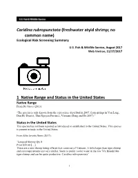 Caridina Rubropunctata (Freshwater Atyid Shrimp; No Common Name) Ecological Risk Screening Summary