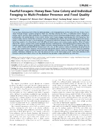 Honey Bees Tune Colony and Individual Foraging to Multi-Predator Presence and Food Quality