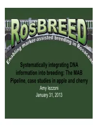 Systematically Integrating DNA Information Into Breeding: the MAB