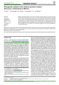 Phylogenetic Analysis of the &lt;I&gt;Calamus Javensis&lt;/I&gt;