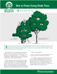 How to Prune Young Shade Trees