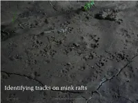 Identifying Tracks on Mink Rafts