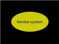 Genital System • Anatomically, the Genital System Is Subdivided Into