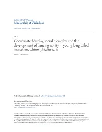 Coordinated Display, Social Hierarchy, and the Development of Dancing Ability in Young Long-Tailed Manakins, Chiroxiphia Linearis Katrina Lukianchuk