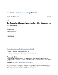 Development and Comparative Morphology of the Gonopodium of Goodeid Fishes
