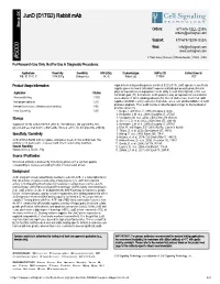 Jund (D17G2) Rabbit Mab A