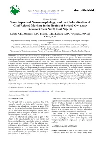 Some Aspects of Neuromorphology, and the Co-Localization of Glial Related Markers in the Brains of Striped Owl (Asio Clamator) from North East Nigeria