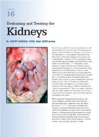Evaluating and Treating the Kidneys