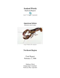 Lobster Review