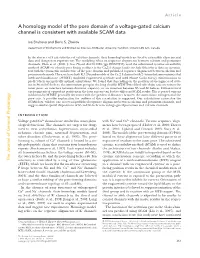 A Homology Model of the Pore Domain of a Voltage-Gated Calcium Channel Is Consistent with Available SCAM Data