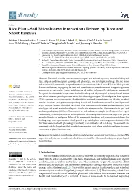 Rice Plant–Soil Microbiome Interactions Driven by Root and Shoot Biomass