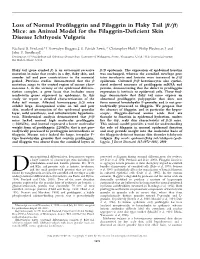 Loss of Normal Profilaggrin and Filaggrin in Flaky Tail