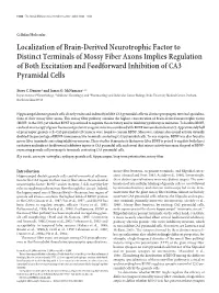 Localization of Brain-Derived Neurotrophic Factor to Distinct Terminals of Mossy Fiber Axons Implies Regulation of Both Excitati