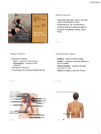 The Urinary System: Part A