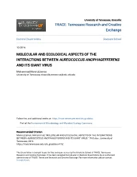 &lt;I&gt;AUREOCOCCUS ANOPHAGEFFERENS&lt;/I&gt;