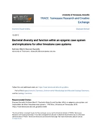 Bacterial Diversity and Function Within an Epigenic Cave System and Implications for Other Limestone Cave Systems