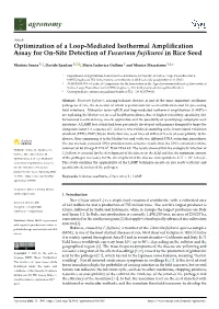 Optimization of a Loop-Mediated Isothermal Amplification Assay For