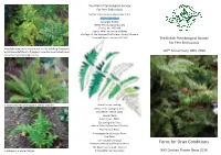 Ferns for Drier Conditions