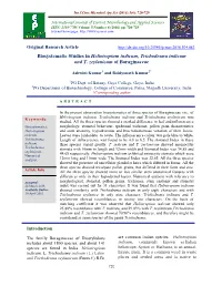 Biosystematic Studies in Heliotropium Indicum, Trichodesma Indicum and T