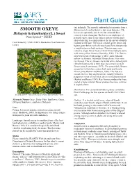 SMOOTH OXEYE Fibrous Rooted Caudex That Develops Stout Rhizomes