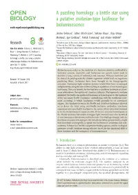 A Puzzling Homology: a Brittle Star Using a Putative Cnidarian-Type