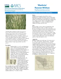 'Mankota' Russian Wildrye Release Brochure