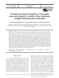 Cloning and Characterization of Vasa Gene Expression Pattern in Adults of the Lusitanian Toadfish Halobatrachus Didactylus