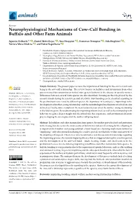 Neurophysiological Mechanisms of Cow–Calf Bonding in Buffalo and Other Farm Animals