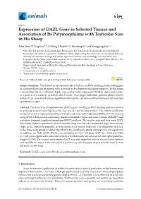 Expression of DAZL Gene in Selected Tissues and Association of Its Polymorphisms with Testicular Size in Hu Sheep
