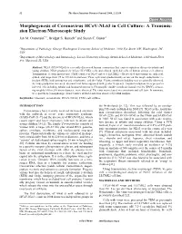 Morphogenesis of Coronavirus Hcov-NL63 in Cell Culture: a Transmis- Sion Electron Microscopic Study Jan M