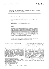 Protistology Amoeba Proteus and Ploidy Cycles: from Simple Model To