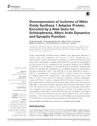 Overexpression of Isoforms of Nitric Oxide Synthase 1 Adaptor Protein, Encoded by a Risk Gene for Schizophrenia, Alters Actin Dynamics and Synaptic Function