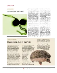 Hedgehog Shows The