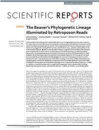 The Beaver's Phylogenetic Lineage Illuminated by Retroposon Reads