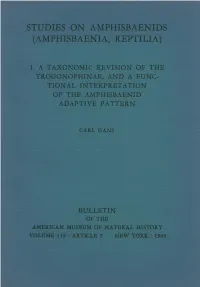 Studies on Amphisbaenids