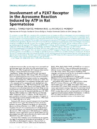 Involvement of a P2X7 Receptor in the Acrosome Reaction Induced By