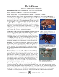 Elm Bark Beetles Native and Introduced Bark Beetles of Elm