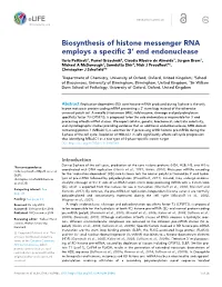 Biosynthesis of Histone Messenger RNA Employs a Specific 3' End