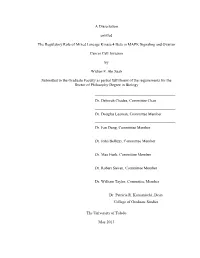 A Dissertation Entitled the Regulatory Role of Mixed Lineage Kinase 4