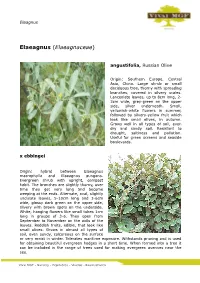 Elaeagnus (Elaeagnaceae)
