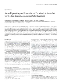 Axonal Sprouting and Formation of Terminals in the Adult Cerebellum During Associative Motor Learning