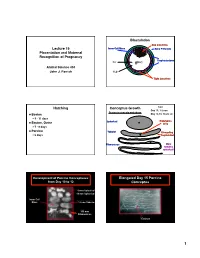 Lecture 19 Placentation and Maternal Recognition of Pregnancy