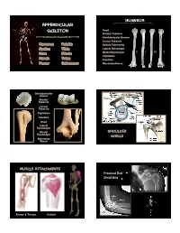Appendicular Skeleton
