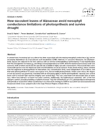How Succulent Leaves of Aizoaceae Avoid Mesophyll Conductance Limitations of Photosynthesis and Survive Drought