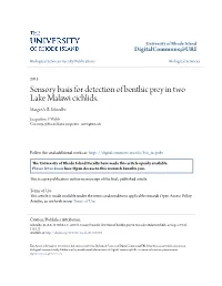 Sensory Basis for Detection of Benthic Prey in Two Lake Malawi Cichlids. Margot A