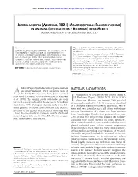 Lueheia Inscripta