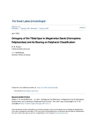 Ontogeny of the Tibial Spur in Megamelus Davisi (Homoptera: Delphacidae) and Its Bearing on Delphacid Classification