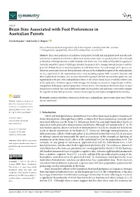 Brain Size Associated with Foot Preferences in Australian Parrots