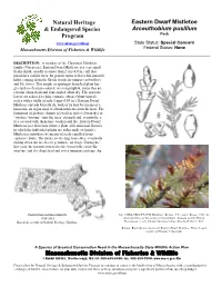 Eastern Dwarf Mistletoe, Arceuthobium Pusillum