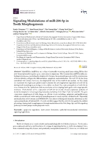 Signaling Modulations of Mir-206-3P in Tooth Morphogenesis
